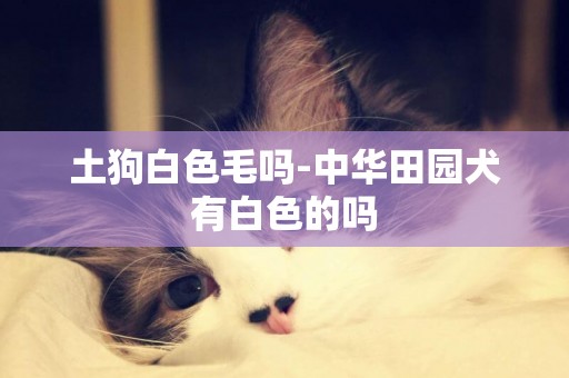 土狗白色毛嗎-中華田園犬有白色的嗎