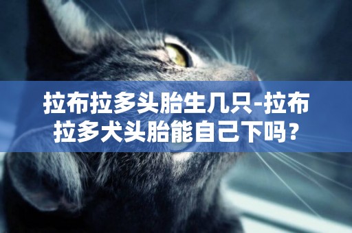 拉布拉多頭胎生幾只-拉布拉多犬頭胎能自己下嗎？
