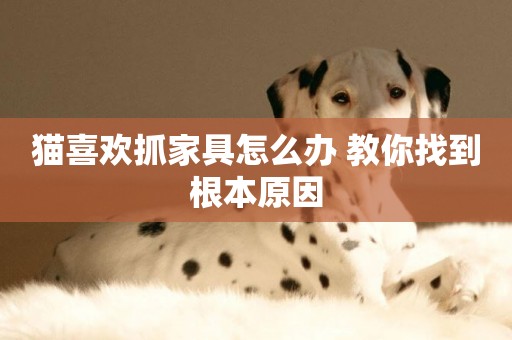 貓喜歡抓家具怎么辦 教你找到根本原因