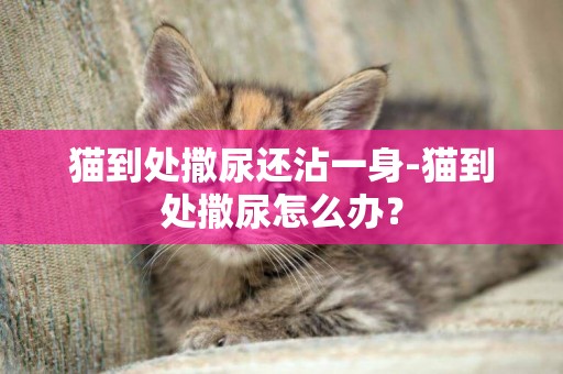 貓到處撒尿還沾一身-貓到處撒尿怎么辦？