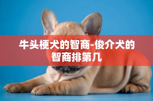 牛頭梗犬的智商-俊介犬的智商排第幾