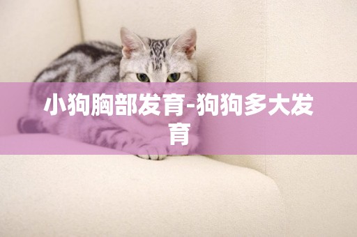 小狗胸部發育-狗狗多大發育