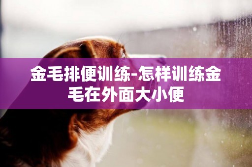 金毛排便訓練-怎樣訓練金毛在外面大小便