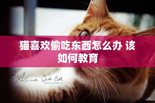 貓喜歡偷吃東西怎么辦 該如何教育