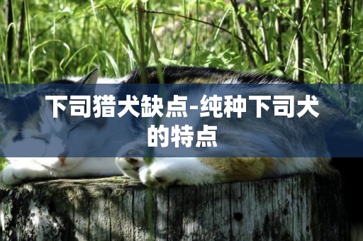 下司獵犬缺點-純種下司犬的特點