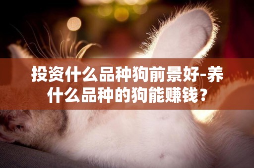 投資什么品種狗前景好-養什么品種的狗能賺錢？