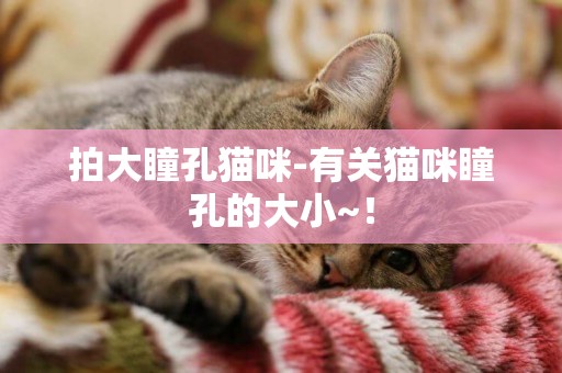 拍大瞳孔貓咪-有關貓咪瞳孔的大小~！