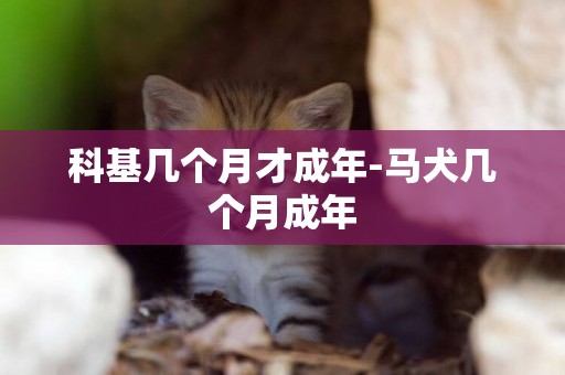 科基幾個月才成年-馬犬幾個月成年