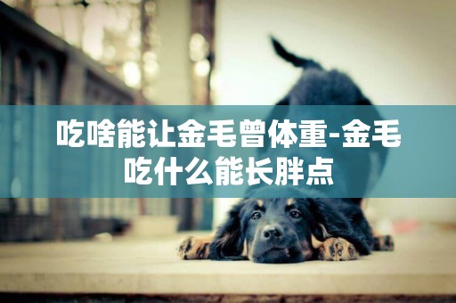 吃啥能讓金毛曾體重-金毛吃什么能長胖點
