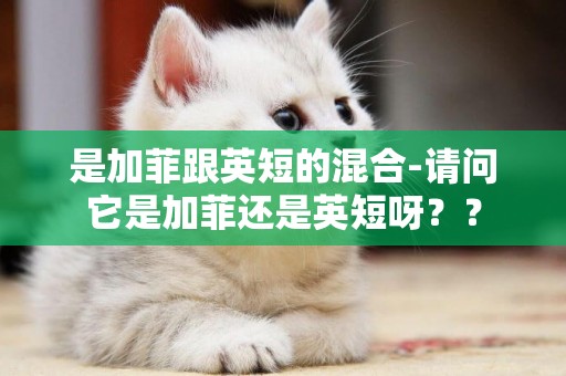 是加菲跟英短的混合-請問它是加菲還是英短呀？？