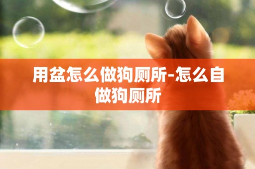 用盆怎么做狗廁所-怎么自做狗廁所