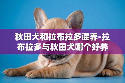 秋田犬和拉布拉多混養-拉布拉多與秋田犬哪個好養