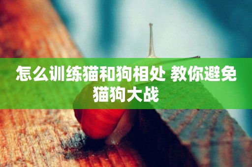 怎么訓練貓和狗相處 教你避免貓狗大戰