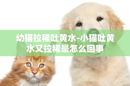 幼貓拉稀吐黃水-小貓吐黃水又拉稀是怎么回事