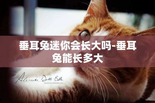 垂耳兔迷你會長大嗎-垂耳兔能長多大