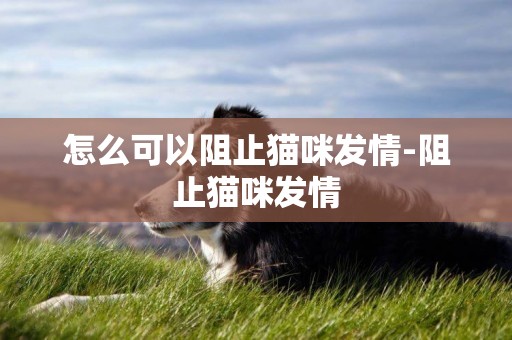 怎么可以阻止貓咪發情-阻止貓咪發情