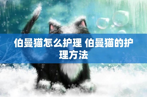 伯曼貓怎么護理 伯曼貓的護理方法