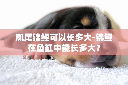 鳳尾錦鯉可以長多大-錦鯉在魚缸中能長多大？