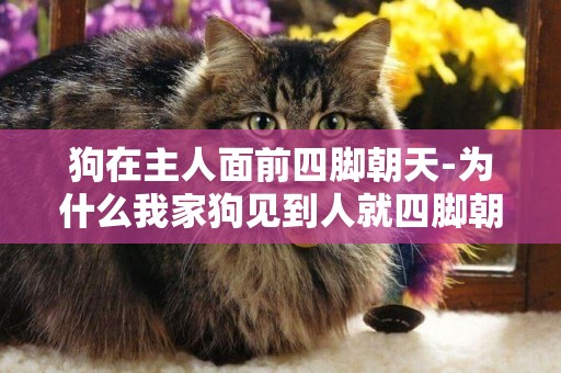 狗在主人面前四腳朝天-為什么我家狗見到人就四腳朝天阿