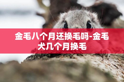 金毛八個月還換毛嗎-金毛犬幾個月換毛