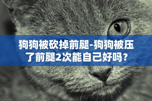 狗狗被砍掉前腿-狗狗被壓了前腿2次能自己好嗎？