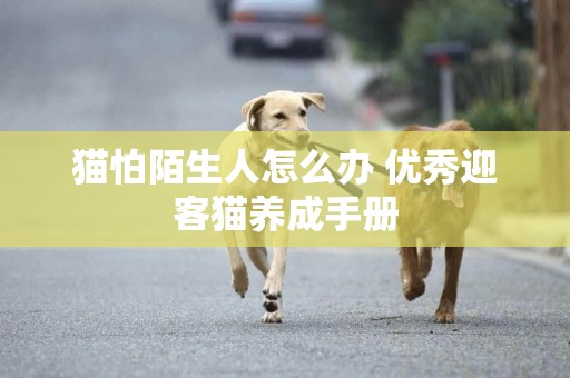 貓怕陌生人怎么辦 優秀迎客貓養成手冊
