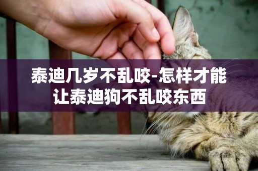 泰迪幾歲不亂咬-怎樣才能讓泰迪狗不亂咬東西