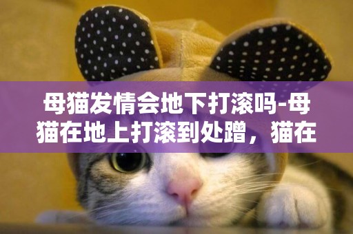 母貓發情會地下打滾嗎-母貓在地上打滾到處蹭，貓在地上打滾蹭來蹭去