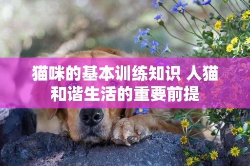 貓咪的基本訓練知識 人貓和諧生活的重要前提