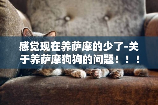 感覺現在養薩摩的少了-關于養薩摩狗狗的問題！！！