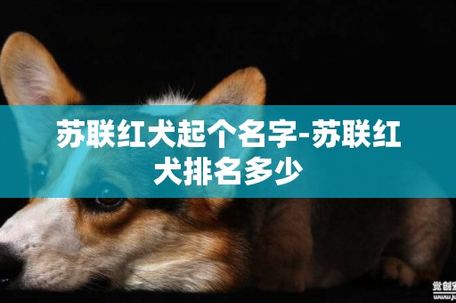 蘇聯紅犬起個名字-蘇聯紅犬排名多少
