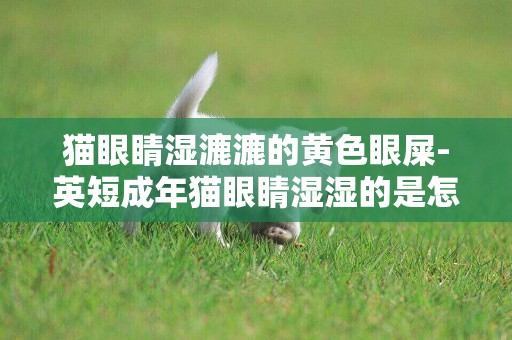 貓眼睛濕漉漉的黃色眼屎-英短成年貓眼睛濕濕的是怎么回事