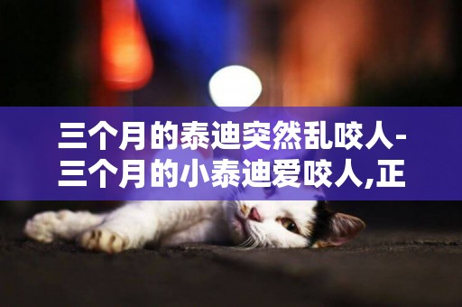三個月的泰迪突然亂咬人-三個月的小泰迪愛咬人,正常嗎?