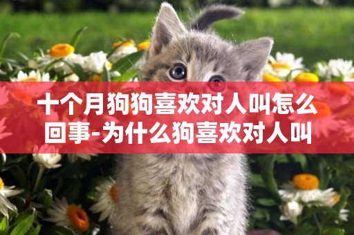 十個月狗狗喜歡對人叫怎么回事-為什么狗喜歡對人叫？