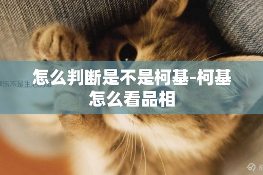 怎么判斷是不是柯基-柯基怎么看品相
