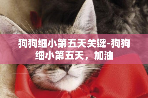 狗狗細小第五天關鍵-狗狗細小第五天，加油