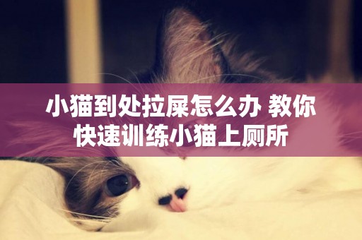 小貓到處拉屎怎么辦 教你快速訓練小貓上廁所