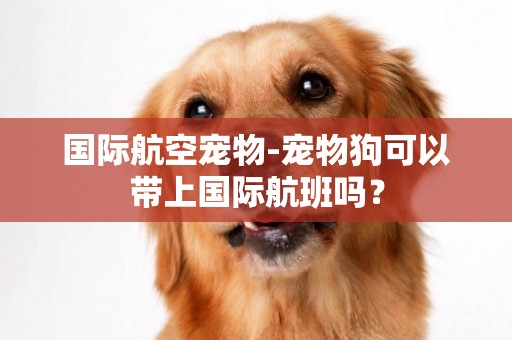 國際航空寵物-寵物狗可以帶上國際航班嗎？