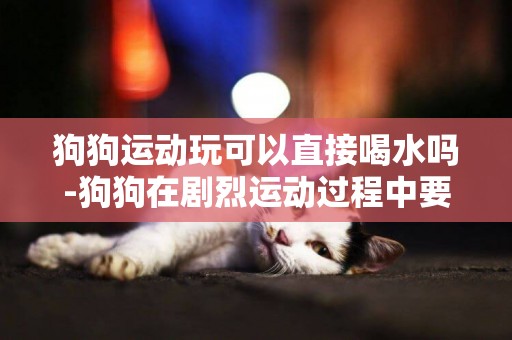 狗狗運動玩可以直接喝水嗎-狗狗在劇烈運動過程中要不要給喝水