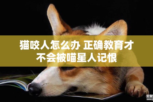 貓咬人怎么辦 正確教育才不會被喵星人記恨