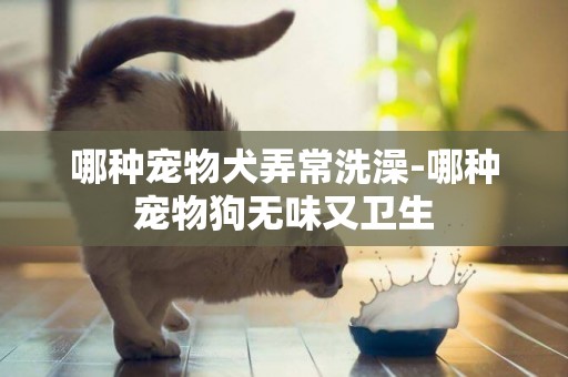 哪種寵物犬弄常洗澡-哪種寵物狗無味又衛生