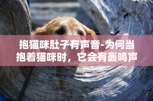 抱貓咪肚子有聲音-為何當抱著貓咪時，它會有轟鳴聲