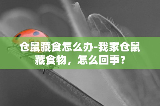 倉鼠藏食怎么辦-我家倉鼠藏食物，怎么回事？
