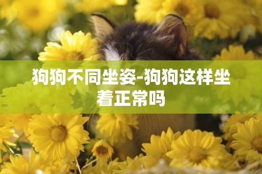 狗狗不同坐姿-狗狗這樣坐著正常嗎