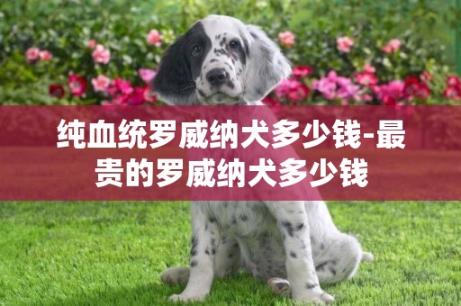 純血統羅威納犬多少錢-最貴的羅威納犬多少錢