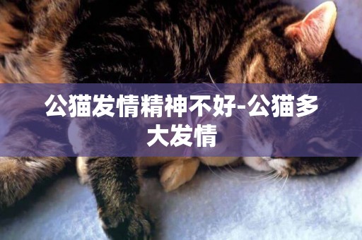 公貓發情精神不好-公貓多大發情