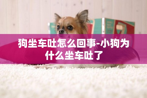狗坐車吐怎么回事-小狗為什么坐車吐了