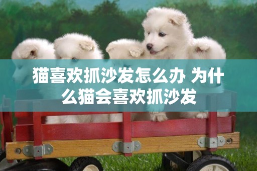貓喜歡抓沙發怎么辦 為什么貓會喜歡抓沙發