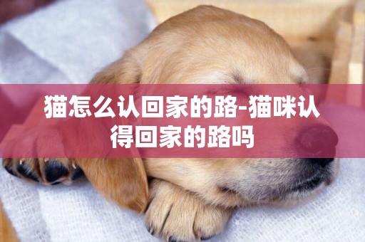 貓怎么認回家的路-貓咪認得回家的路嗎