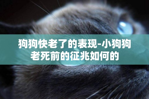 狗狗快老了的表現-小狗狗老死前的征兆如何的